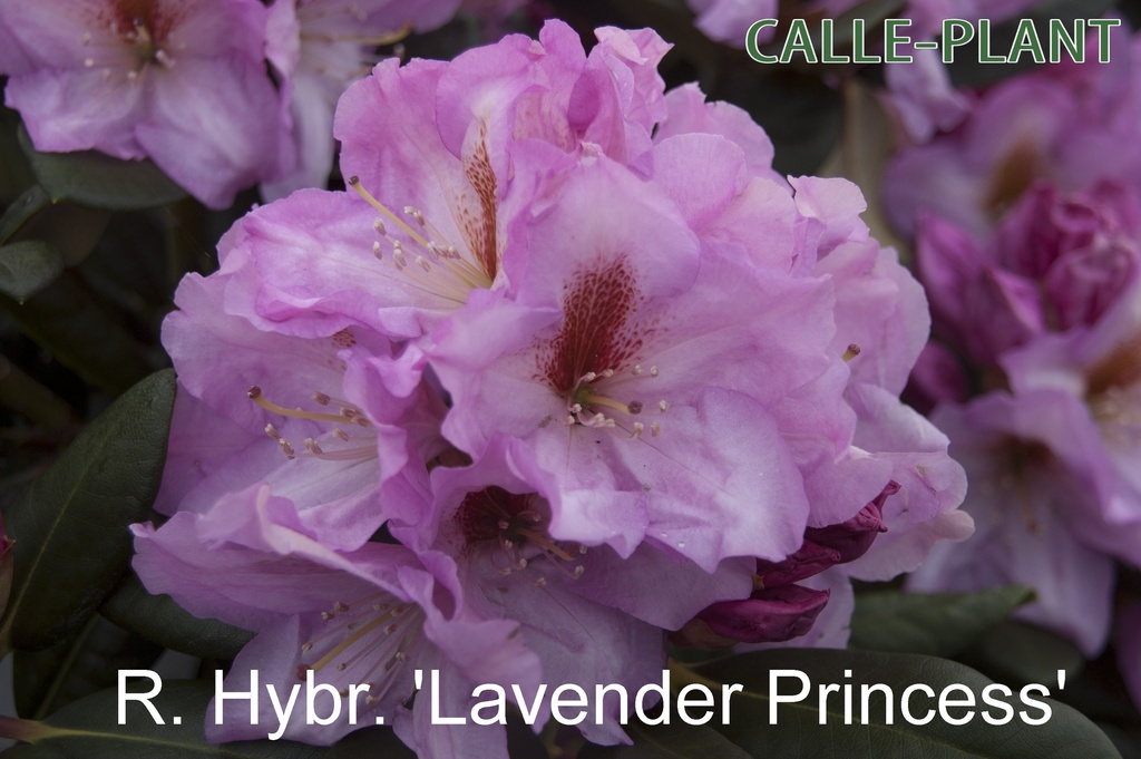 RHODODENDRON 'LAVENDER PRINCESS'