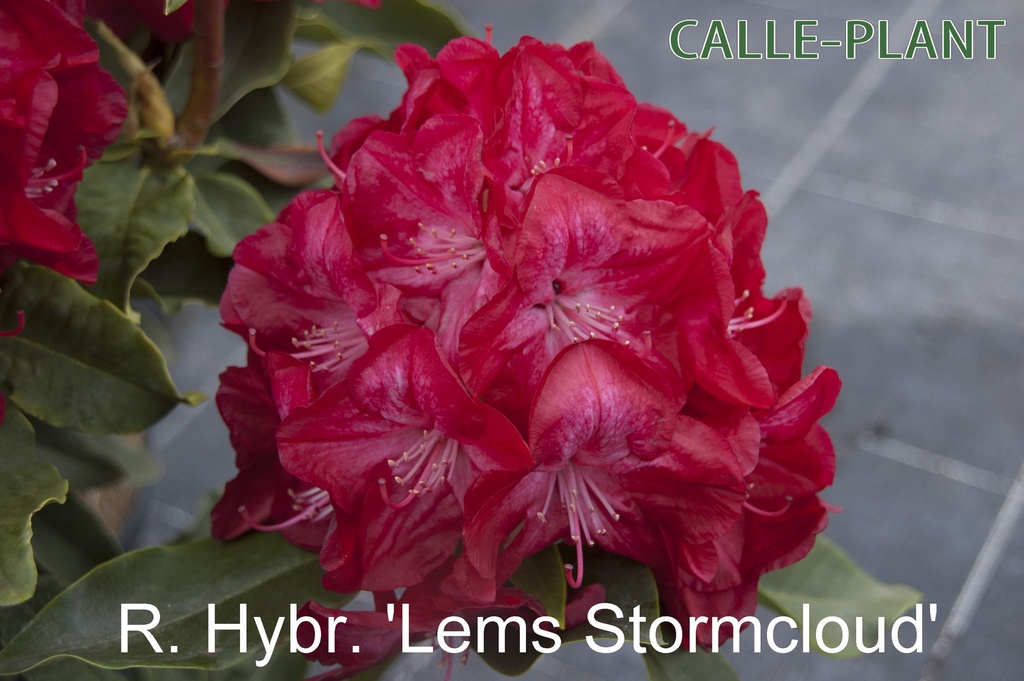 [RHLST30] RHODODENDRON 'LEM'S STORMCLOUD' (30-40 cm)