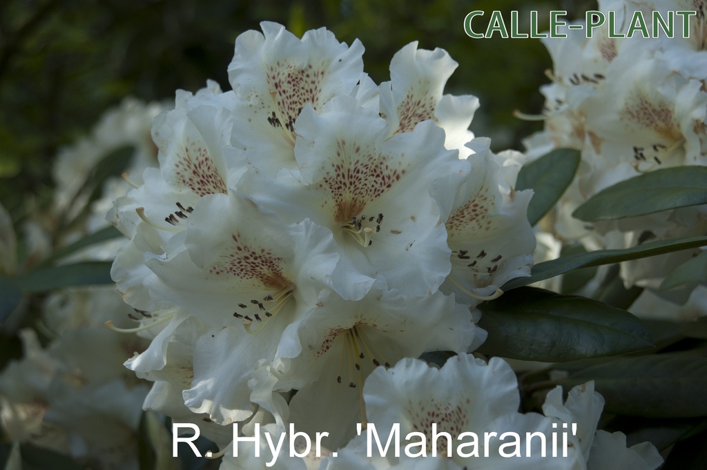 [RHMAH30] RHODODENDRON 'MAHARANI' (30-40 cm)