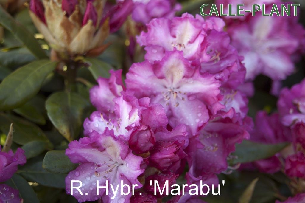 [RHMARA30] RHODODENDRON 'MARABU' (30-40 cm)