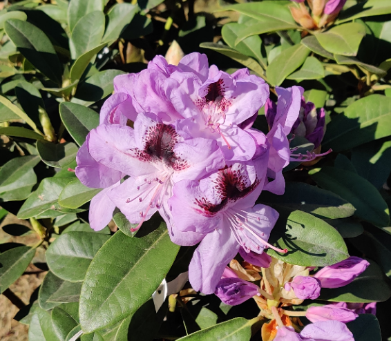 [RHME30] RHODODENDRON 'METALICA' (30-40 cm)