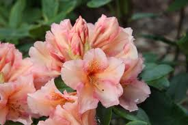 [RHNCA30] RHODODENDRON 'NORFOLK CANDY' (30-40 cm)