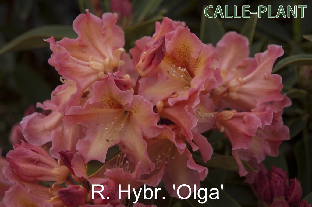 [RHOL30] RHODODENDRON 'OLGA' (30-40 cm)