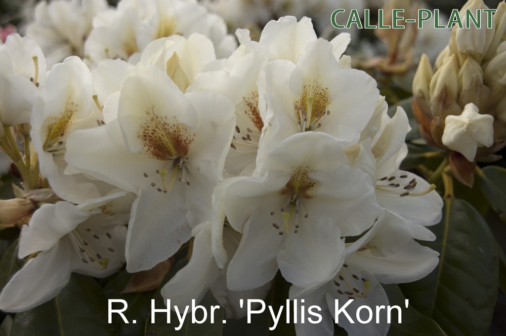 [RHPKO30] RHODODENDRON 'PHYLLIS KORN' (30-40 cm)