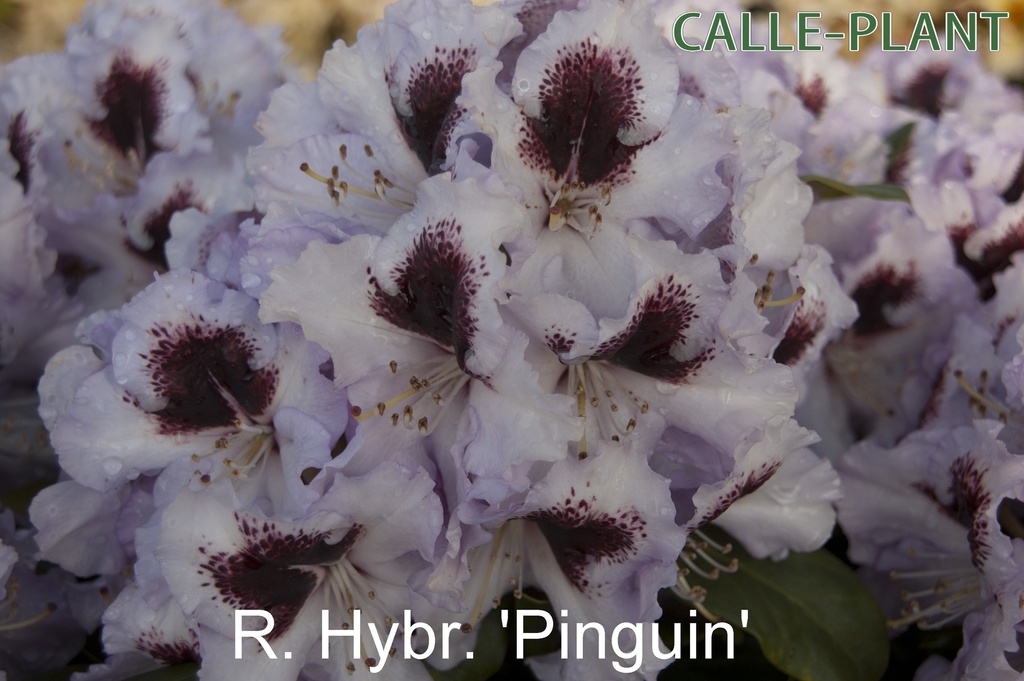 [RHPI30] RHODODENDRON 'PINGUIN' (30-40 cm)