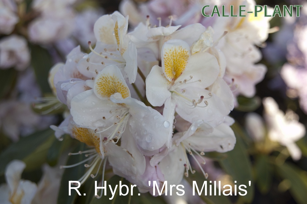 [RHMMI30] RHODODENDRON (P) 'MRS J.G. MILLAIS' (30-40 cm)