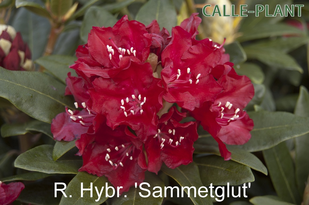 [RHSA30] RHODODENDRON 'SAMMETGLUT' (30-40 cm)