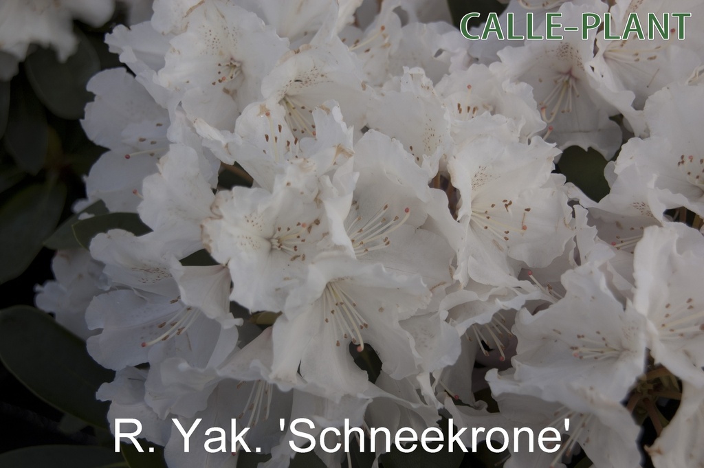 [RYSCH30] RHODODENDRON 'SCHNEEKRONE' (30-40 cm)