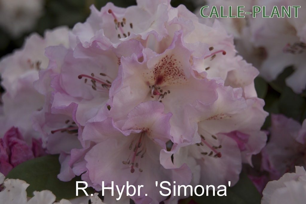 RHODODENDRON 'SIMONA'