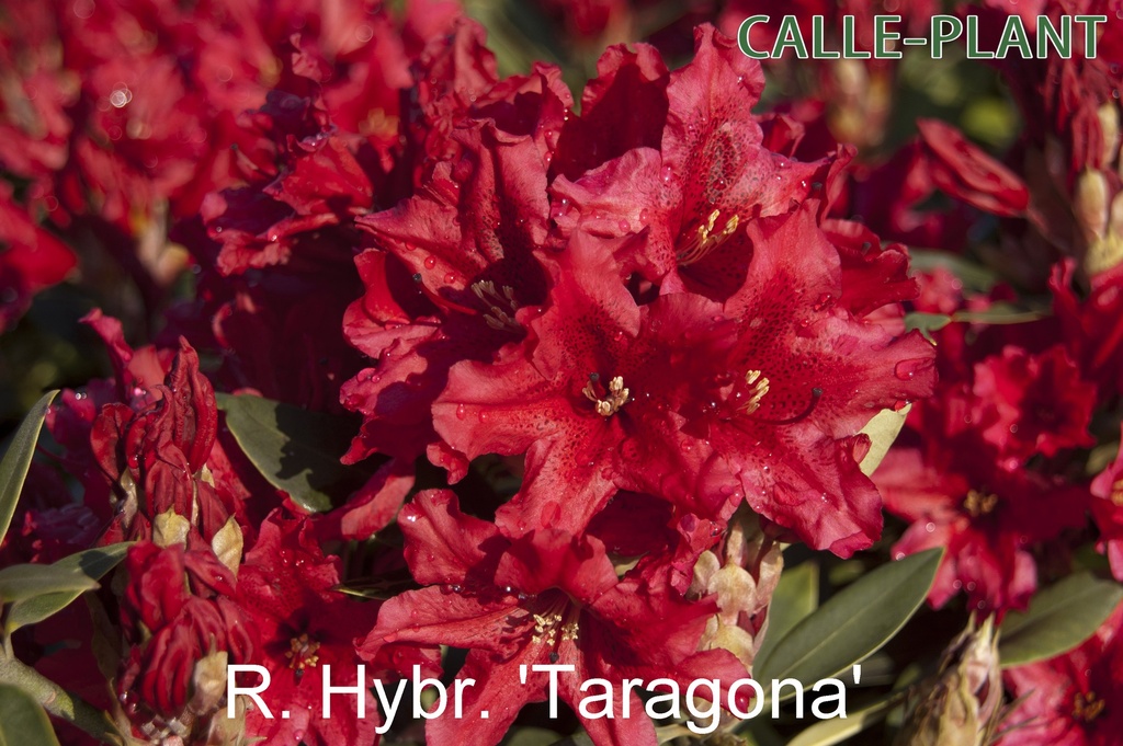 [RHTAR30] RHODODENDRON 'TARAGONA' (30-40 cm)