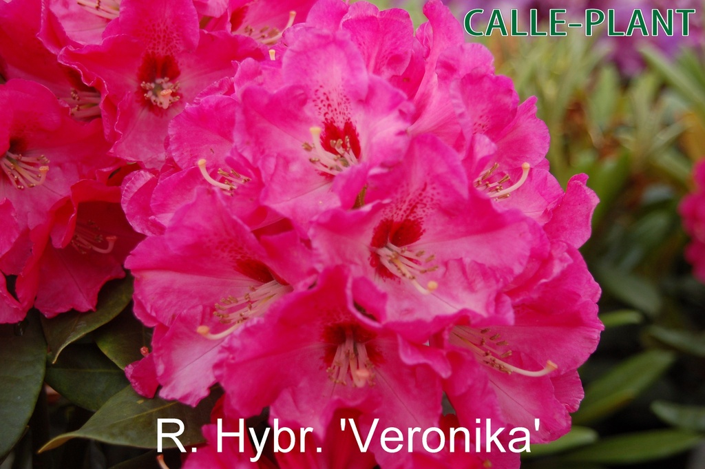 [RHVE30] RHODODENDRON 'VERONIKA' (30-40 cm)