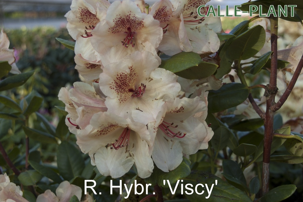 RHODODENDRON 'VISCY'
