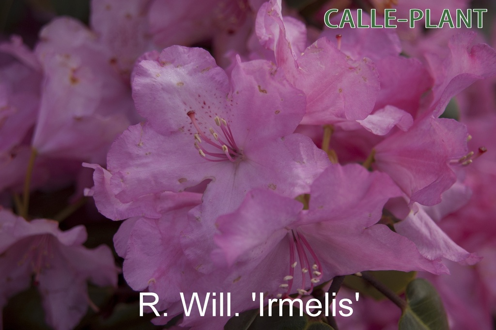 [RWIR30] RHODODENDRON (W) 'IRMELIES' (30-40 cm)