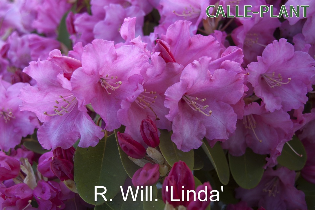 [RWLIN30] RHODODENDRON (W) 'LINDA' (30-40 cm)
