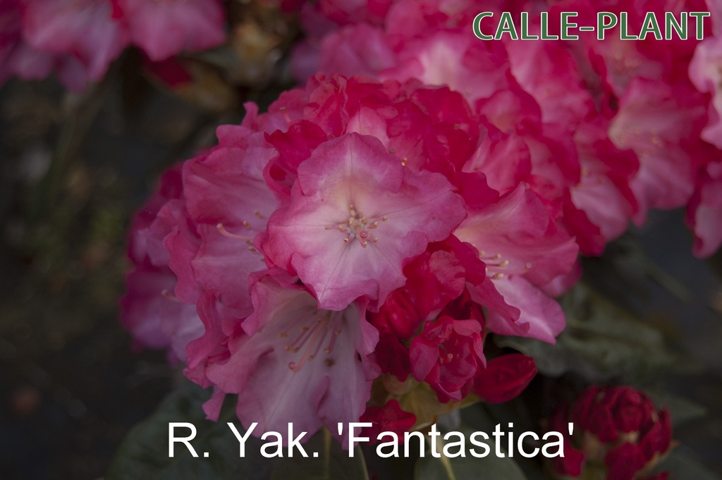[RYFA30] RHODODENDRON (Y) 'FANTASTICA' (30-40 cm)