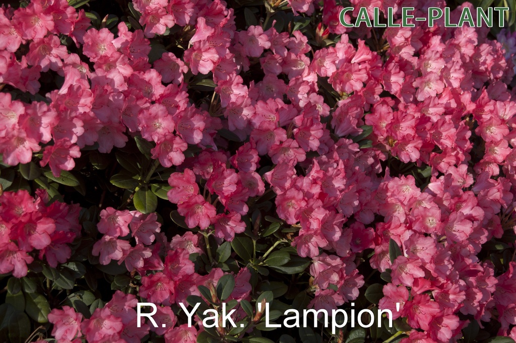 [RYLA30] RHODODENDRON (Y) 'LAMPION' (30-40 cm)