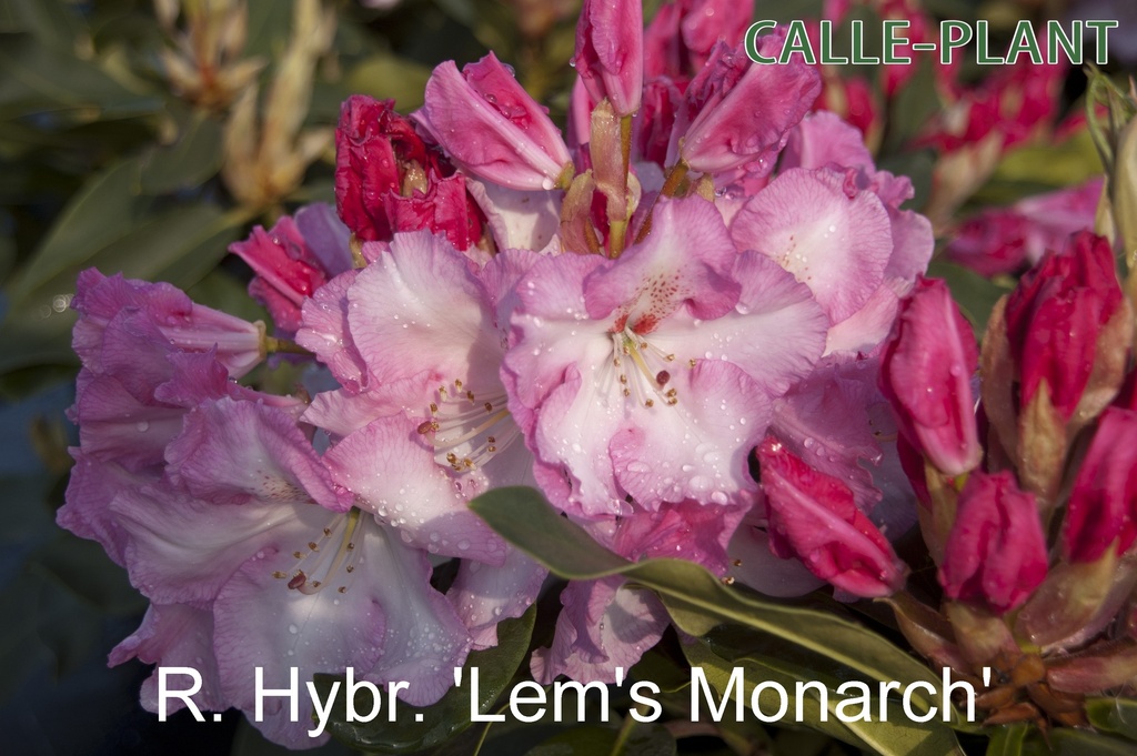 [RHLMO30] RHODODENDRON 'LEM'S MONARCH' (30-40 cm)