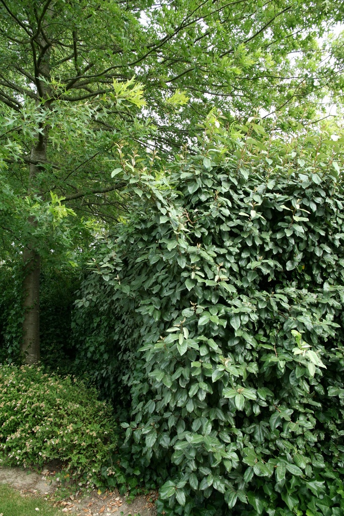 [eeb125] ELAEAGNUS EBBINGEI (Kluit, 125-150 cm)
