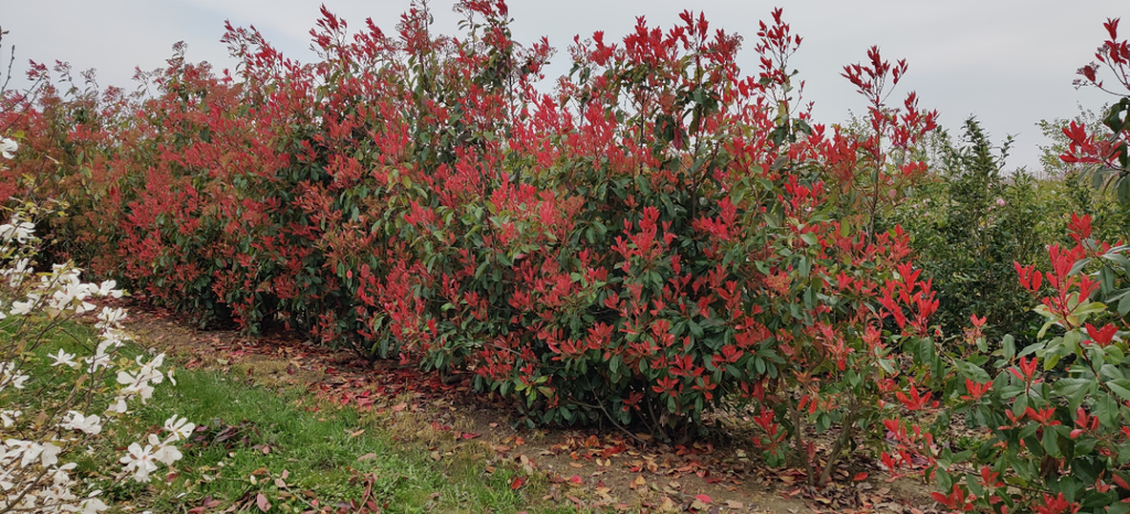 [PFRRO100KL] PHOTINIA FRASERI 'RED ROBIN' (Kluit, 100-125 cm)