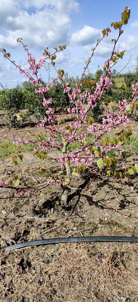 CERCIS SILIQUASTRUM