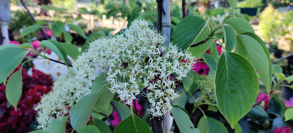 [CCPA100] CORNUS CONTROVERSA 'PAGODA' (100-125 cm)