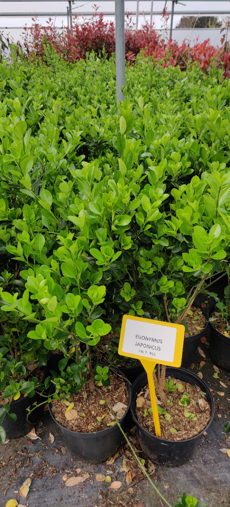 [EJA403] EUONYMUS JAPONICUS (Pot 3 litres, 40-50 cm)