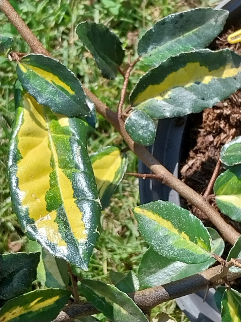 ELAEAGNUS PUNGENS 'MACULATA' (Pot, 40-60 cm)