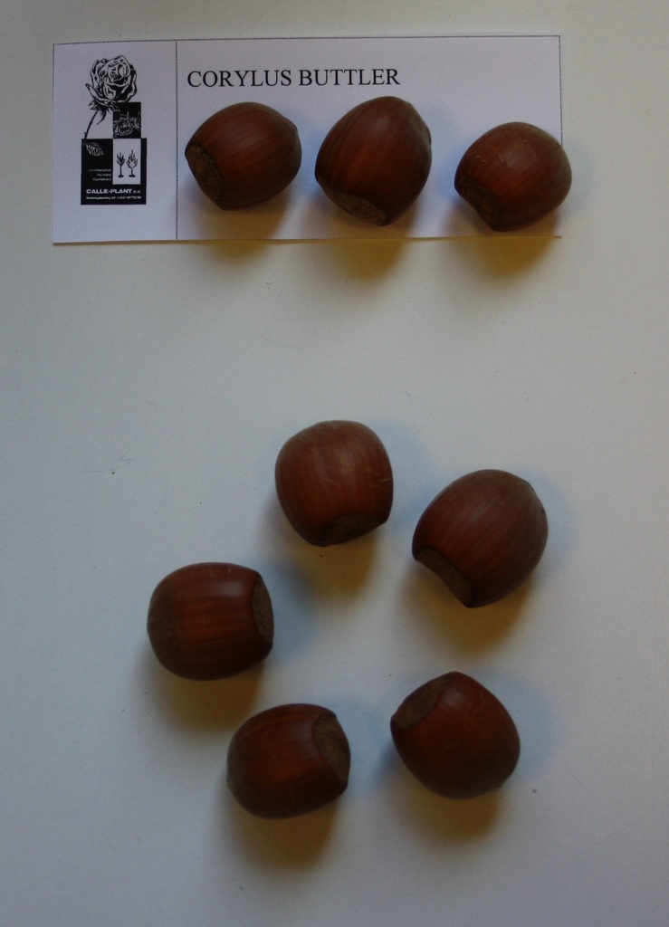 HAZELAAR 'BUTLER' (Blote wortel, 20-40 cm)