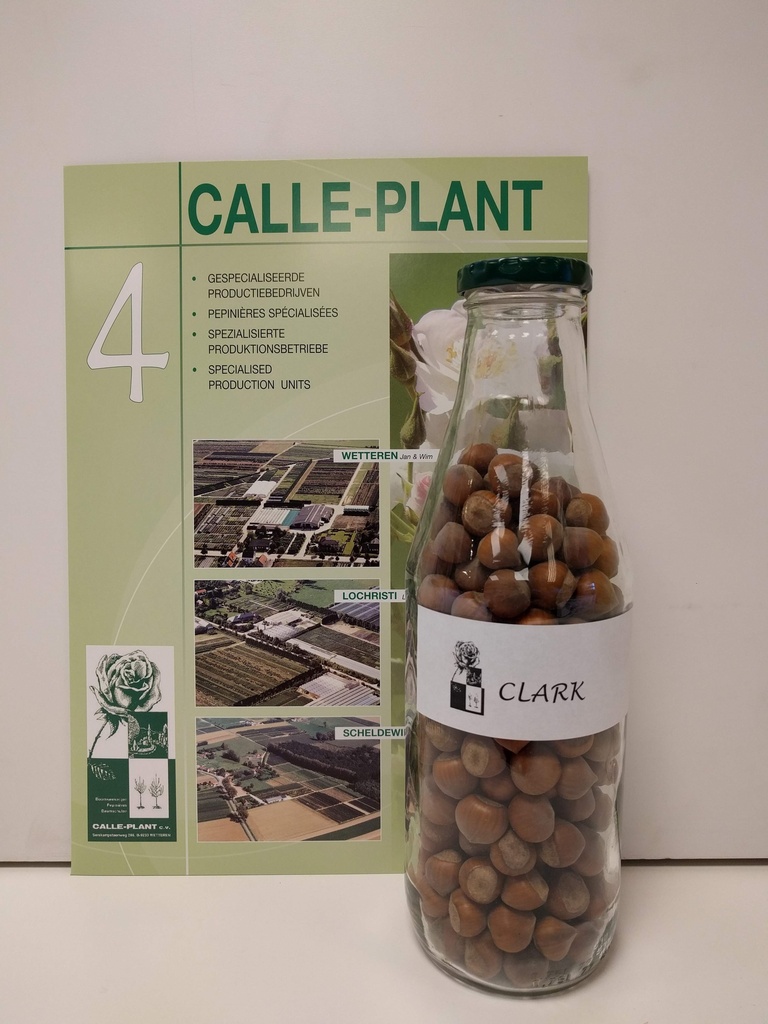 [ccl21] NOISETTIER 'CLARK' (Racines nues, 30-60 cm (-1/1, marcotte repiquée))