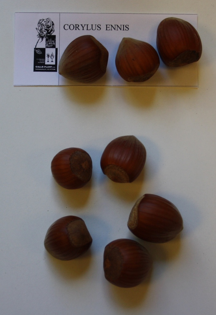 HAZELAAR 'ENNIS' (Blote wortel, 20-40 cm)