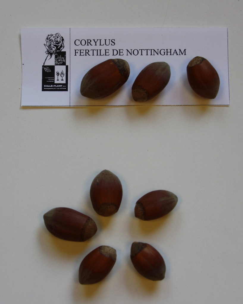 [CNO21] HAZELAAR 'FERTILE DE NOTTINGHAM' (Blote wortel, 30-60 cm (-1/1, verplante aflegger))