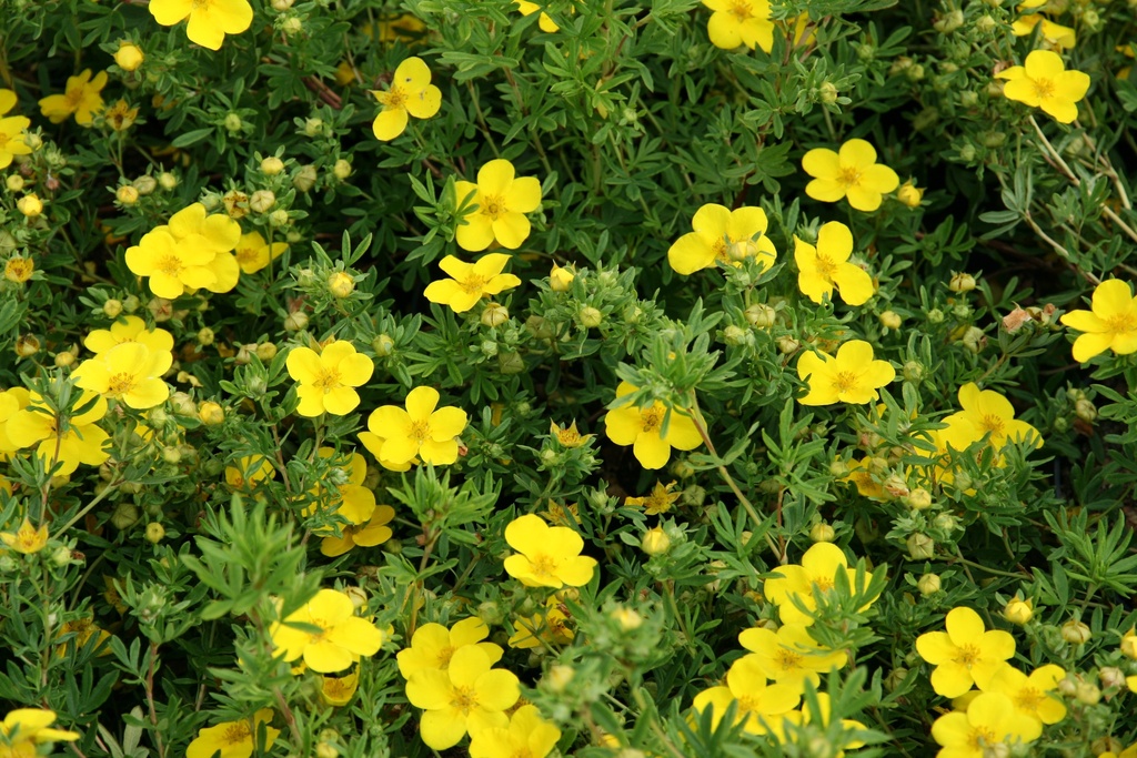 POTENTILLA FRUTICOSA