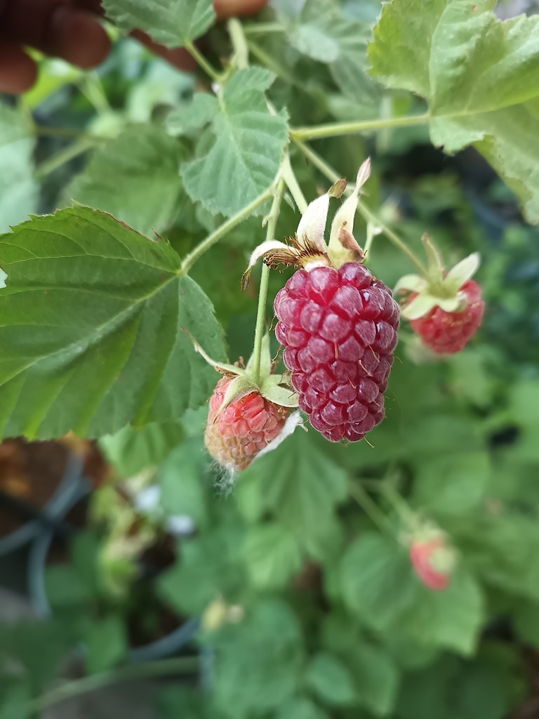 [BRTLOB] MURIER 'THORNLESS LOGANBERRY' (BE-BIO-01)