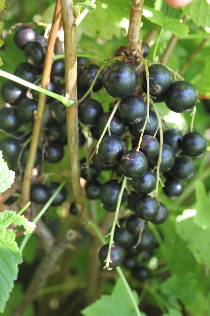 ZWARTE BES 'BLACK BELL'S' (R)