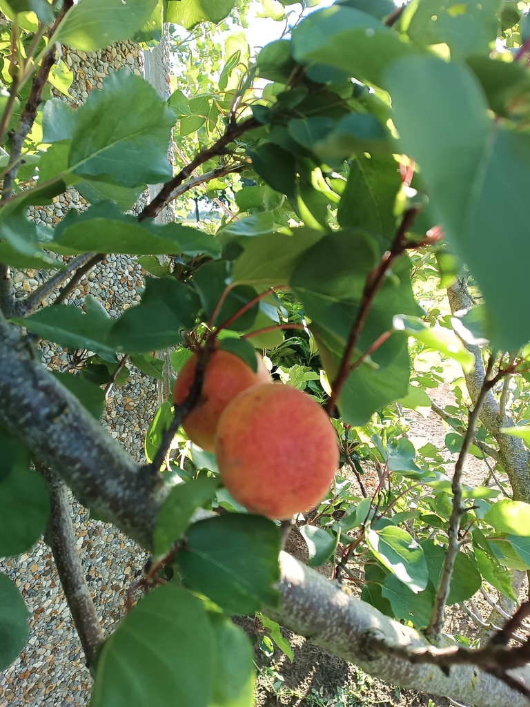 ABRIKOOS 'HONGAARSE' HALFSTAM