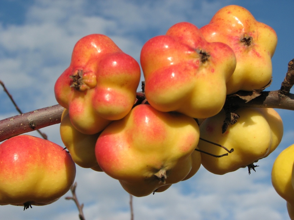 APPELBOOM  'APISTAR' (R) LAAGSTAM