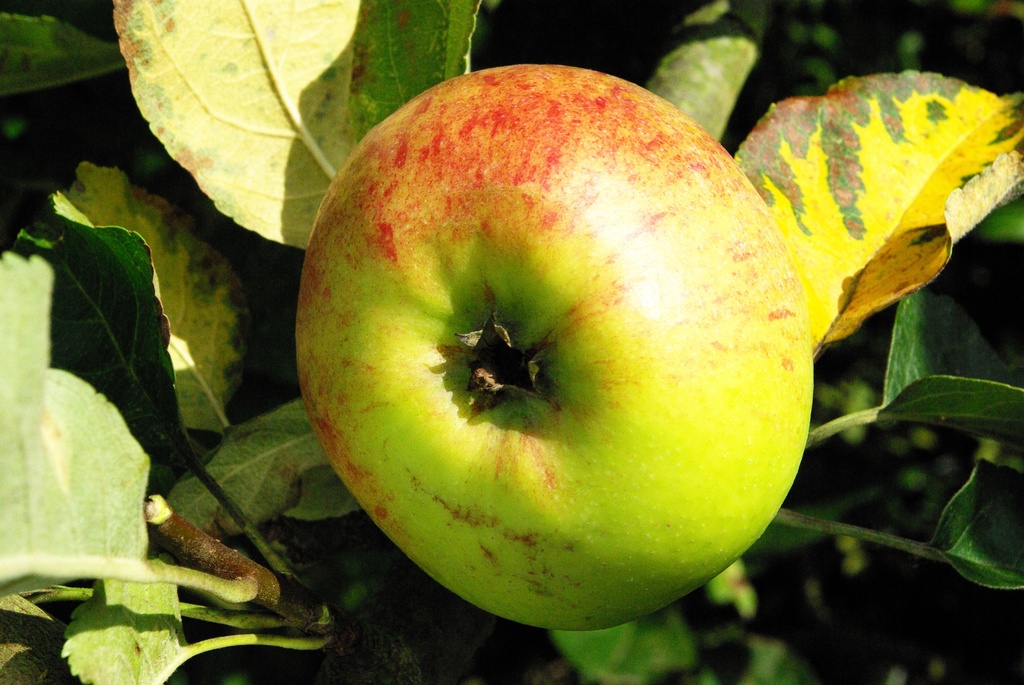 APPELBOOM  BELLEFLEUR A LARGE MOUCHE HOOGSTAM
