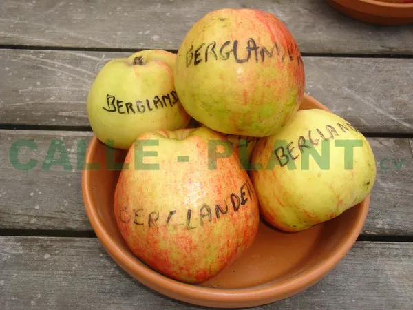 APPELBOOM  'BERGLANDER' HOOGSTAM
