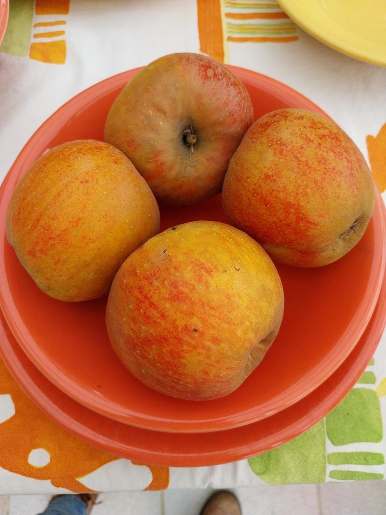 APPELBOOM 'BELLE DE BOSKOOP' HOOGSTAM