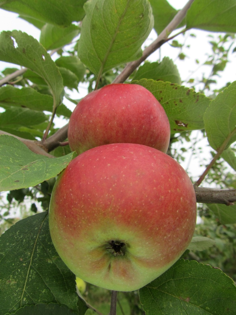 APPELBOOM  'BRABANT BELLEFLEUR' JAARSE SNOER