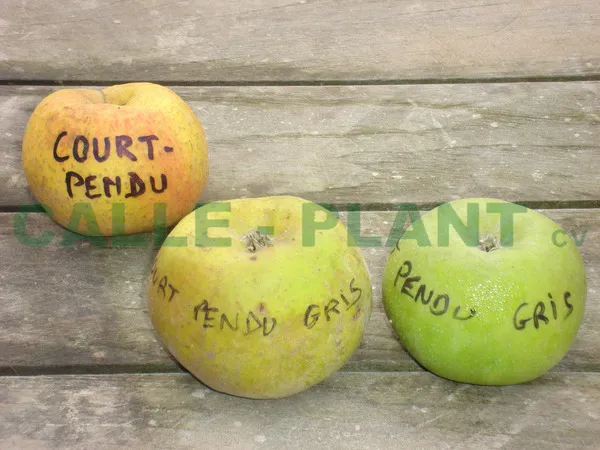 APPELBOOM  'COURT PENDU GRIS' LAAGSTAM