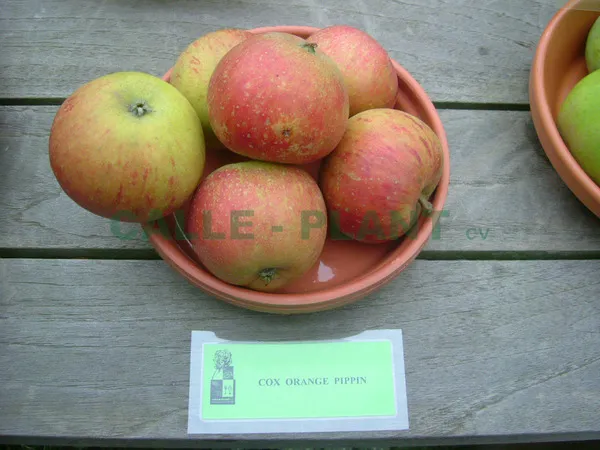 APPELBOOM  'COX'S ORANGE PIPPIN' JAARSE SNOER