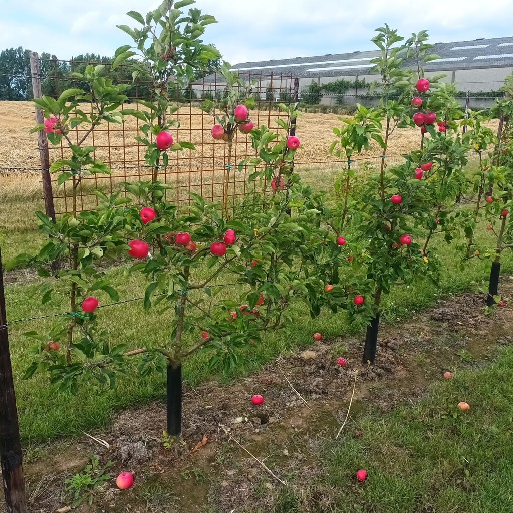 APPELBOOM  'DISCOVERY' HALFSTAM