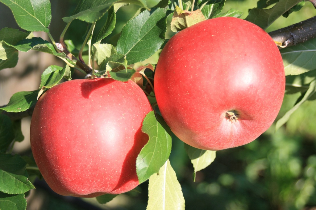 POMMIERSBOOM  GALIWA (R) DEMI-TIGE
