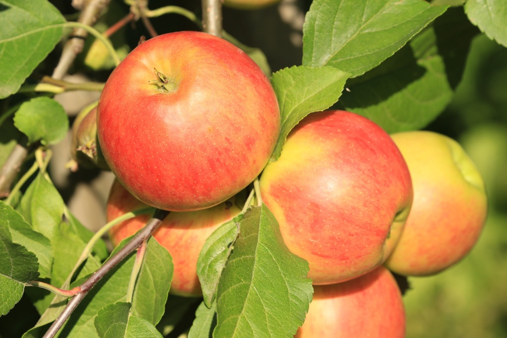 APPELBOOM  GERLINDE (R) JAARSE SNOER