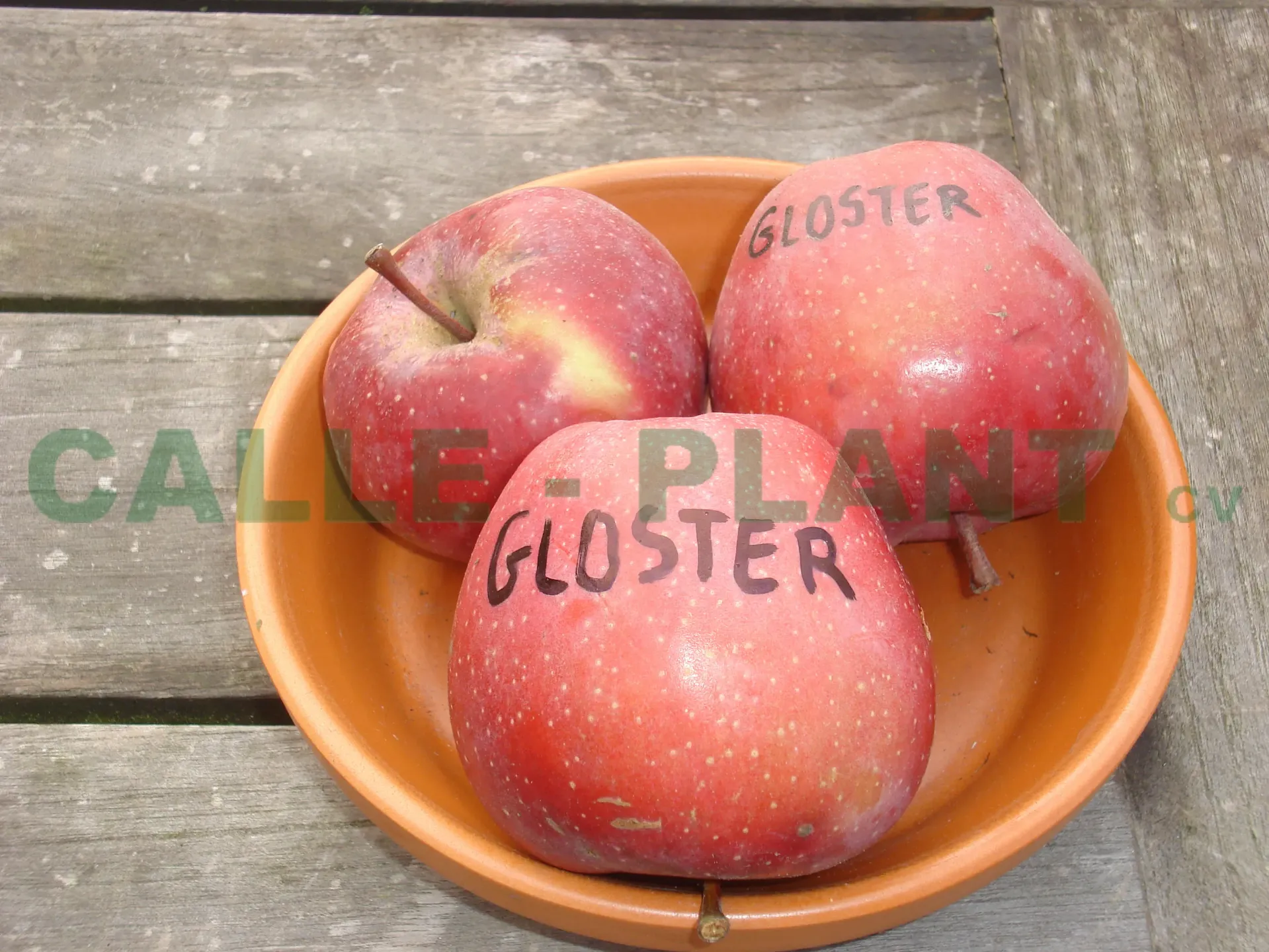 APPELBOOM  'GLOSTER' HOOGSTAM