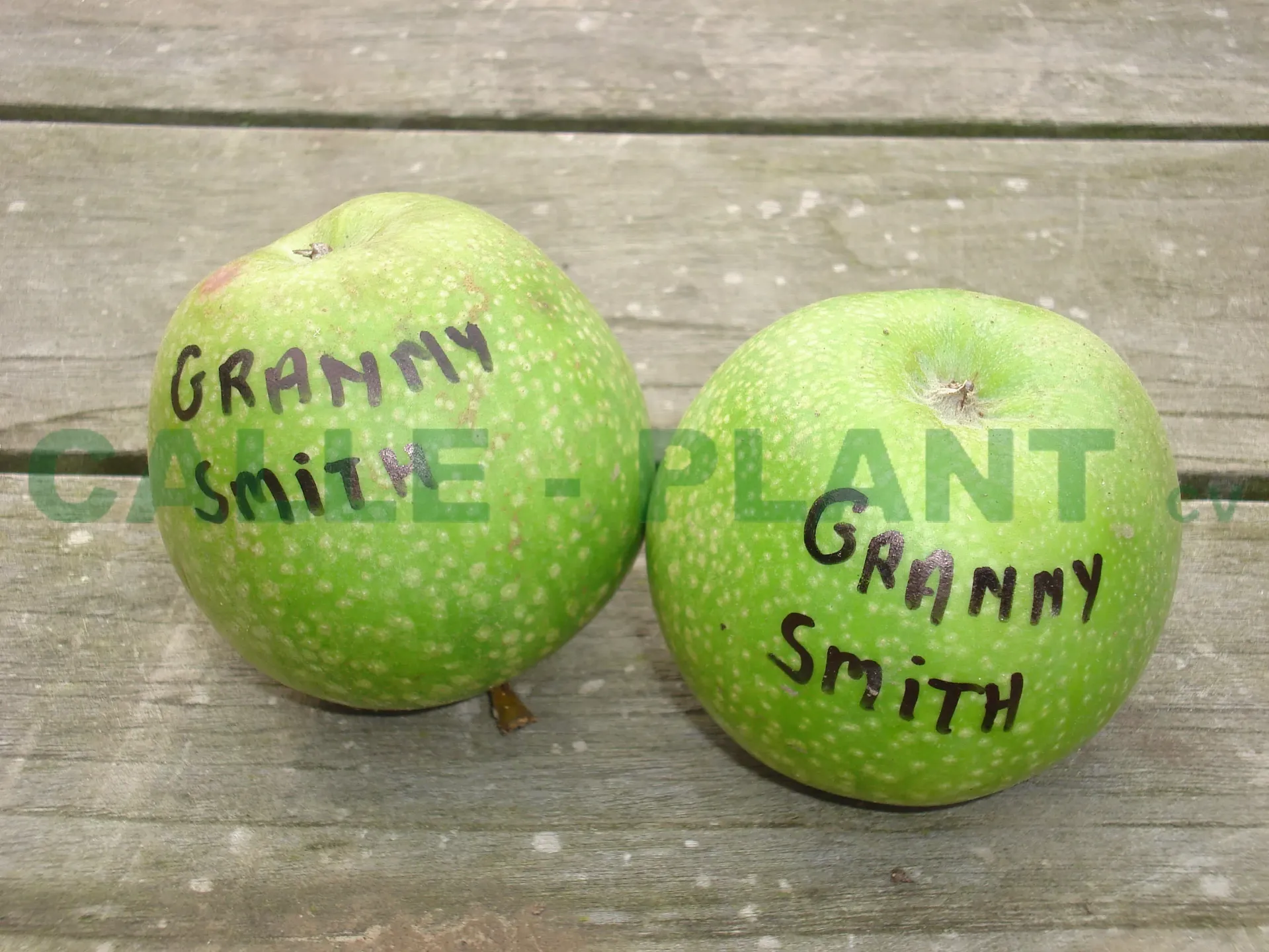 APPELBOOM  'GRANNY SMITH' HALFSTAM