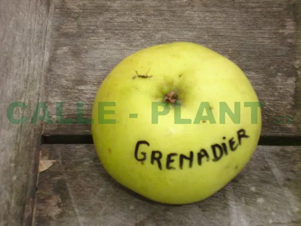 [APGREH106] APPELBOOM  'GRENADIER' RGF HOOGSTAM (Mm106, 8-10 cm)