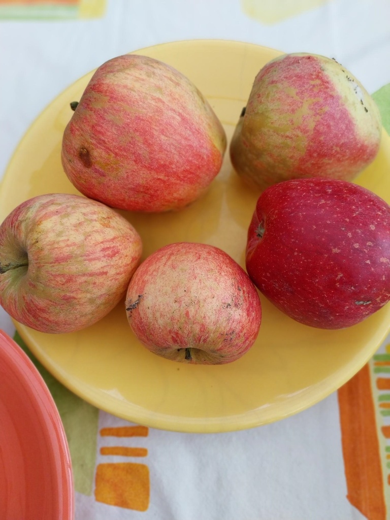 [APHCFAHA26] APPELBOOM  'HENRI CALLE'S FAVORIT' HALFSTAM (M26, Blote wortel, 6-8 cm)