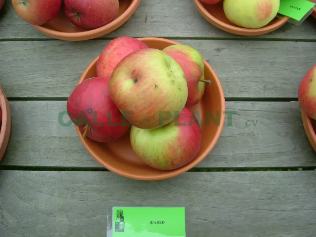 POMMIERSBOOM  'IDARED' HAUT-TIGE